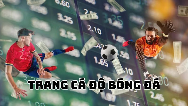 Trang cá độ bóng đá chuyên nghiệp